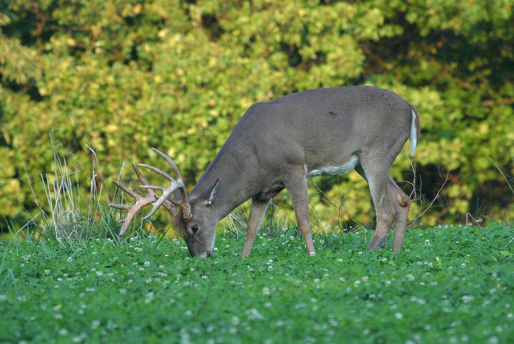 A white-tailed buck feeds in a field planted with Whitetail Institute Imperial seeds.