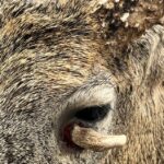 Antler Point Growing Out of Deer Eye Socket | Deer & Deer Hunting