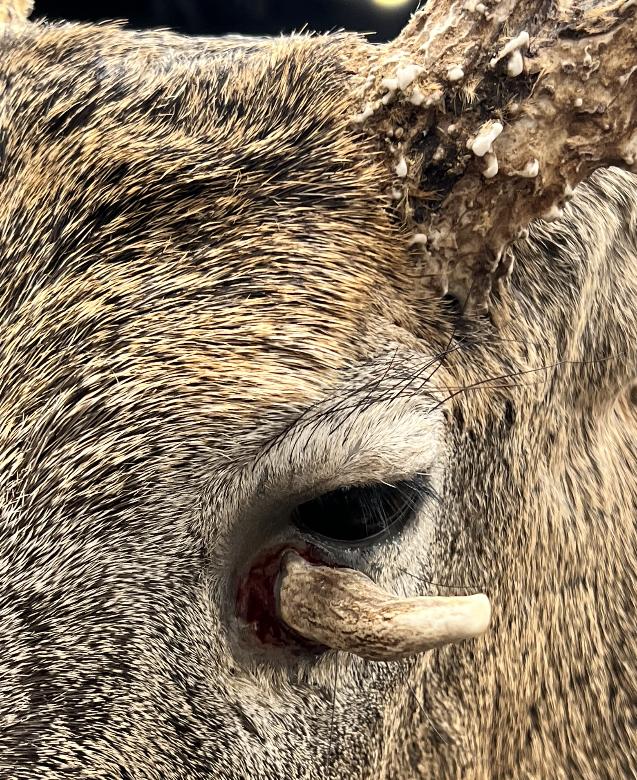 Antler Point Growing Out of Deer Eye Socket | Deer & Deer Hunting