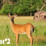 Are Spikes Shooters? Read This Before Answering | Deer & Deer Hunting