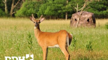 Are Spikes Shooters? Read This Before Answering | Deer & Deer Hunting