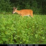 Buckwheat: A Good Summer Food Source for Deer | Deer & Deer Hunting