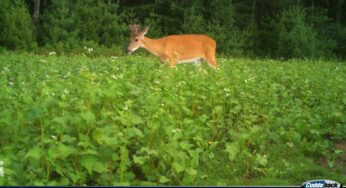 Buckwheat: A Good Summer Food Source for Deer | Deer & Deer Hunting