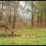 Cereal Rye: Nature’s Best Soil Builder and Deer Feed