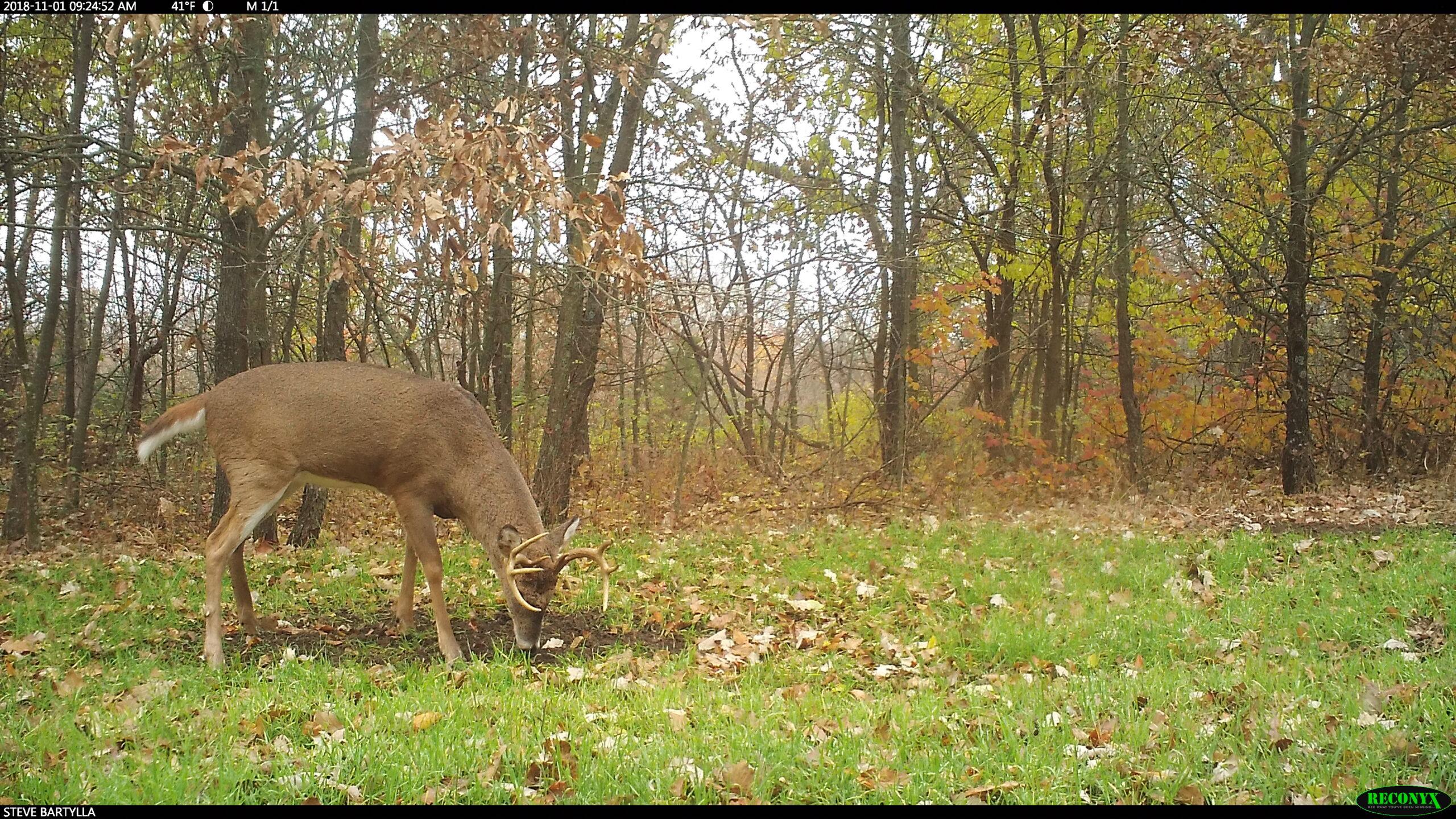 Cereal Rye: Nature’s Best Soil Builder and Deer Feed