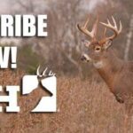Coyotes Kill Buck on Camera | Deer & Deer Hunting