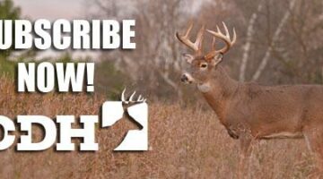 Coyotes Kill Buck on Camera | Deer & Deer Hunting