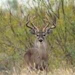 Culling Bucks: Does It Really Work? | Deer & Deer Hunting