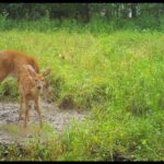 Deciphering Deer Breeding Phases | Understanding Mature Bucks