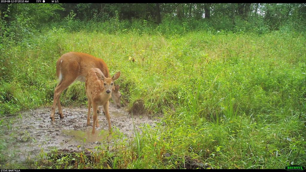 Deciphering Deer Breeding Phases | Understanding Mature Bucks