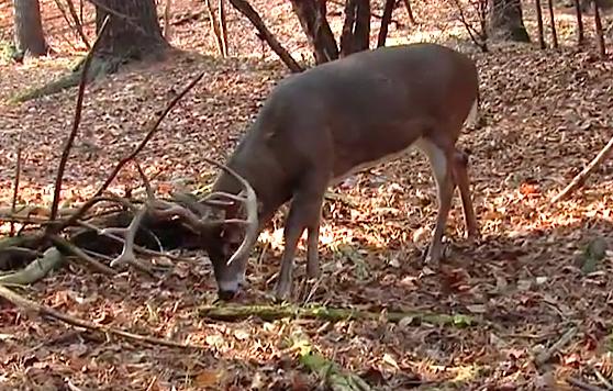 Deer Mineral Success Requires a Plan