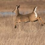 Did You Know? 8 Messages Deer Send With Their Tails