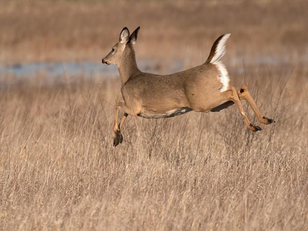 whitetail_deer