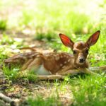 Dimorphism in Deer: The Differences Between Bucks and Does | Deer & Deer Hunting