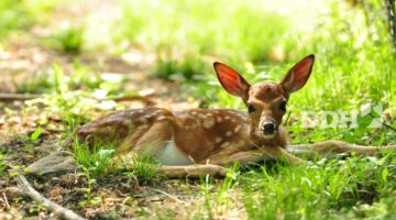 Dimorphism in Deer: The Differences Between Bucks and Does | Deer & Deer Hunting