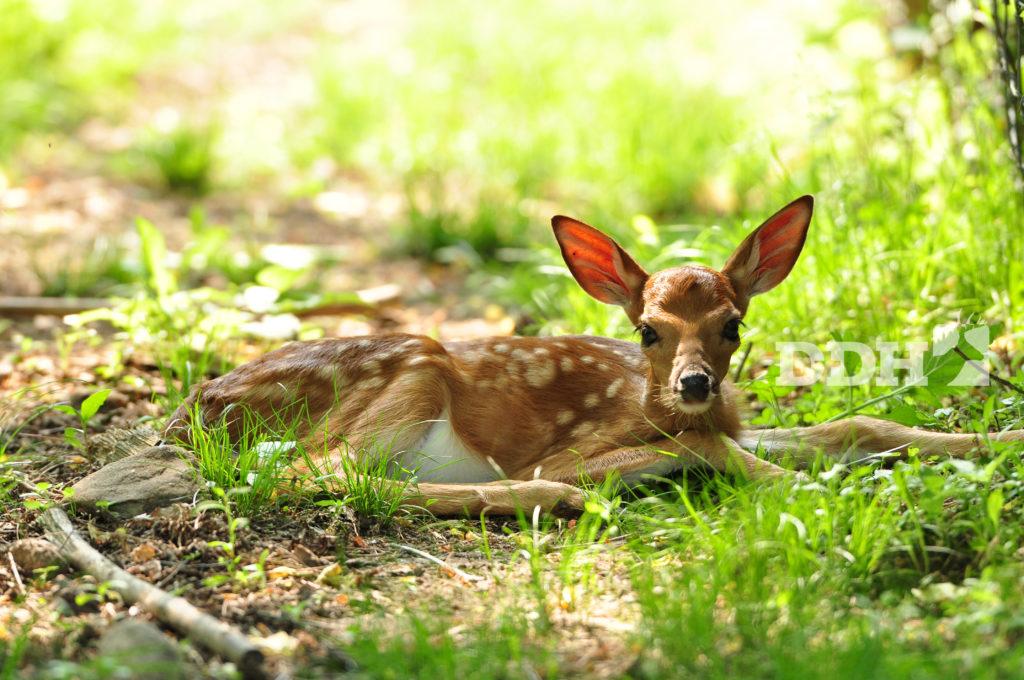 Dimorphism in Deer: The Differences Between Bucks and Does | Deer & Deer Hunting