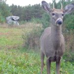 Don't Shoot Spike Bucks as an Excuse | Deer & Deer Hunting
