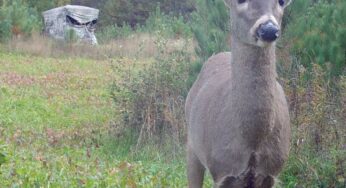 Don't Shoot Spike Bucks as an Excuse | Deer & Deer Hunting