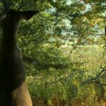 Early-Season Tips to Attract Deer