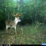 EXCLUSIVE: Peak 2016 Rut Forecast for Southern Deer Hunters | Deer & Deer Hunting