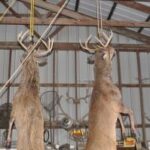 How Does Venison Go Bad? The Science Behind Why Venison Spoils