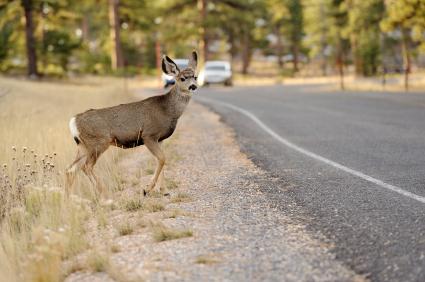 How Effective Are Deer Whistles to Avoid Vehicle Collisions?
