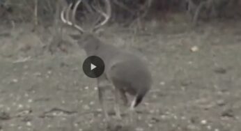 How to Drop a Deer in Its Tracks