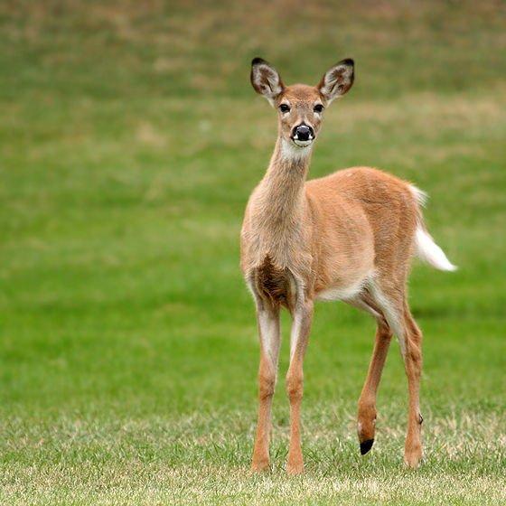 Specific foods that deer eat in different parts of the country along with the methods of field-dressing, and time from death to getting the meat in the cooler, all can play roles in the flavor of the meat.