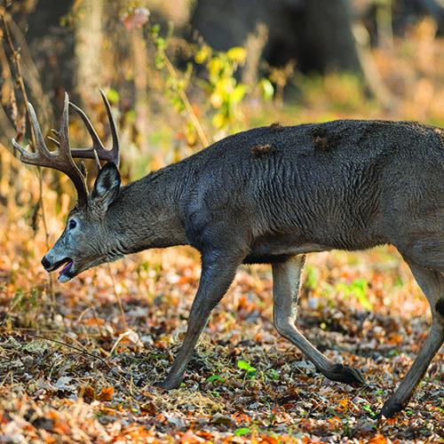 How to Pattern a Mature Buck