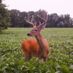 How to Plant Soybeans for Your Best Deer Food Plots