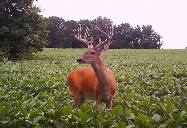 Covert Camera Buck in Soybeans
