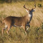 How Whitetail Deer Respond and React to Hunting Pressure