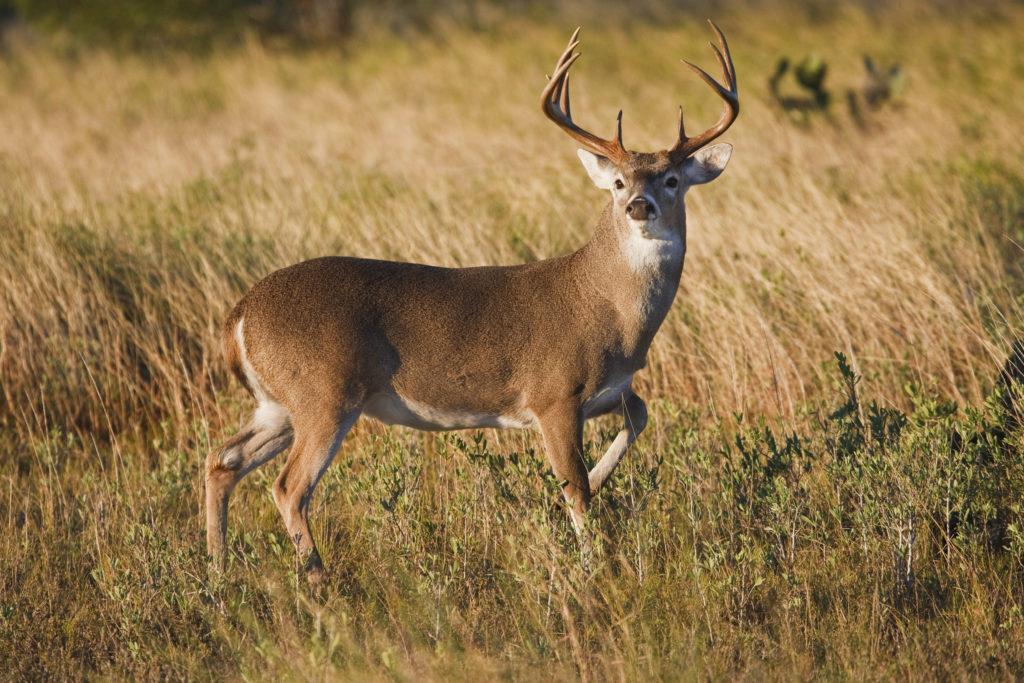 How Whitetail Deer Respond and React to Hunting Pressure
