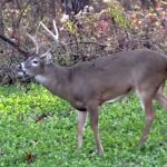 How Wind Affects Deer Movement and Your Hunting