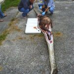 Hunting The Everglades: Deer, Snakes and Gators!