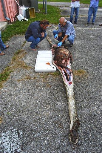 Hunting The Everglades: Deer, Snakes and Gators!