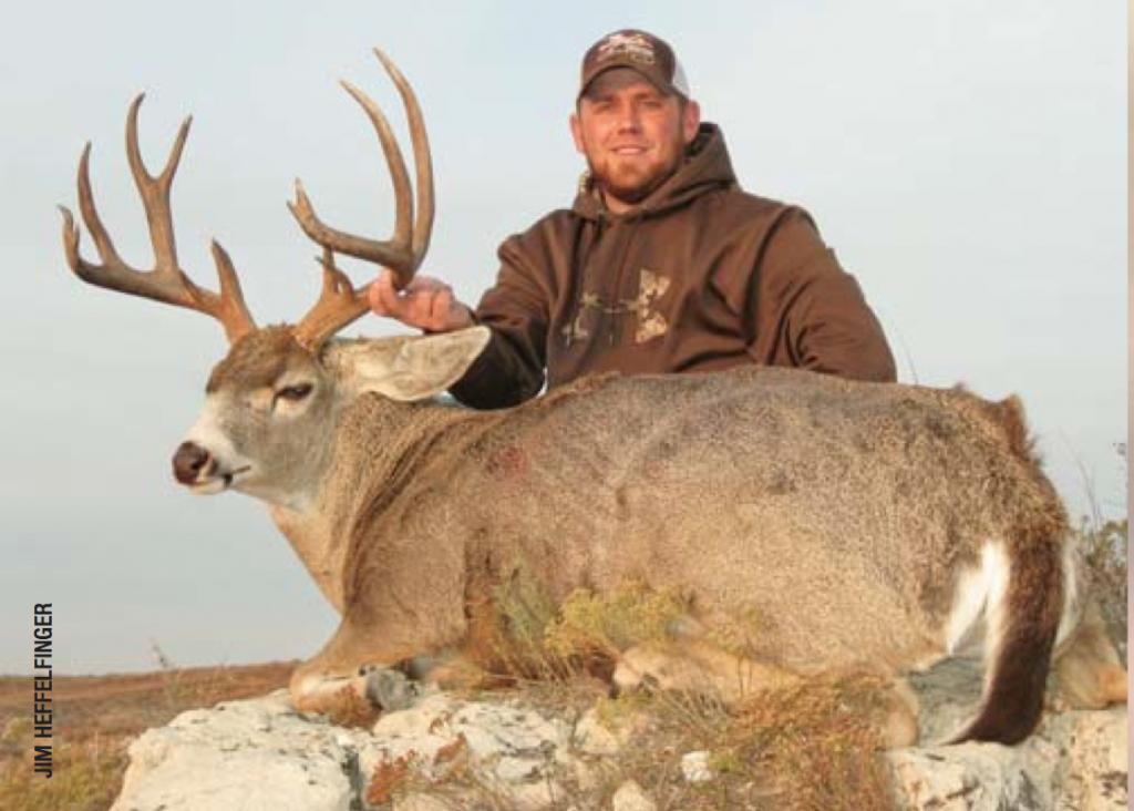 Whitetail-Mule deer hybrids are often distinguished by their tail, among other characteristics.