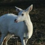 Just How Rare are Albino Deer? | Deer & Deer Hunting