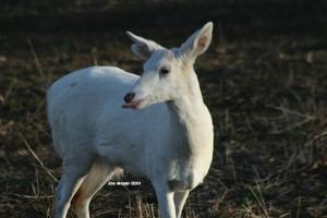 Albino Deer