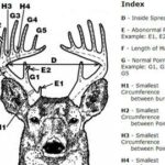 Learn How to Measure and Score Deer Antlers