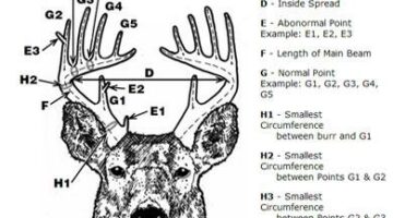 Learn How to Measure and Score Deer Antlers