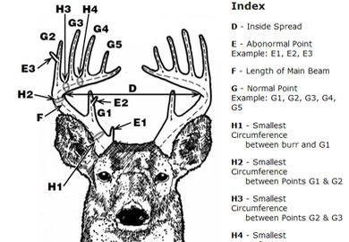 Learn How to Measure and Score Deer Antlers