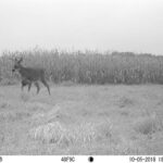 Learn Why This Giant Buck’s Antler Breaks Off