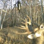 Master the Mock Scrape | Deer & Deer Hunting