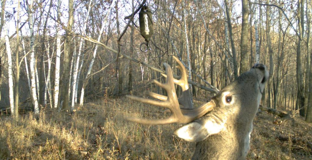 Master the Mock Scrape | Deer & Deer Hunting