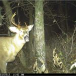 Once a Spike, Always a Spike: It's Deer Hunting's Big Myth