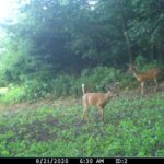 Small Food Plot Failures to Avoid When Planting Brassicas