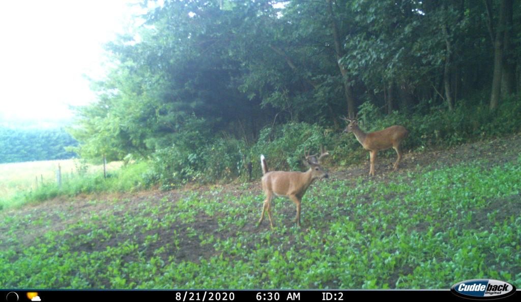 Small Food Plot Failures to Avoid When Planting Brassicas