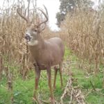 The Best Stands to Hunt During the Rut | Deer & Deer Hunting