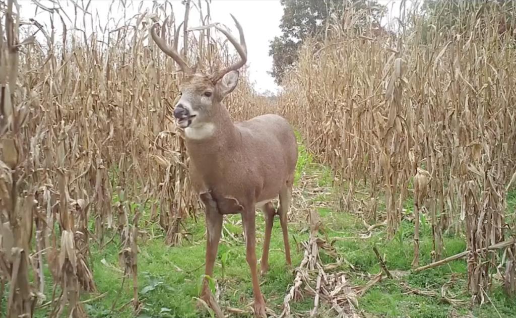 The Best Stands to Hunt During the Rut | Deer & Deer Hunting